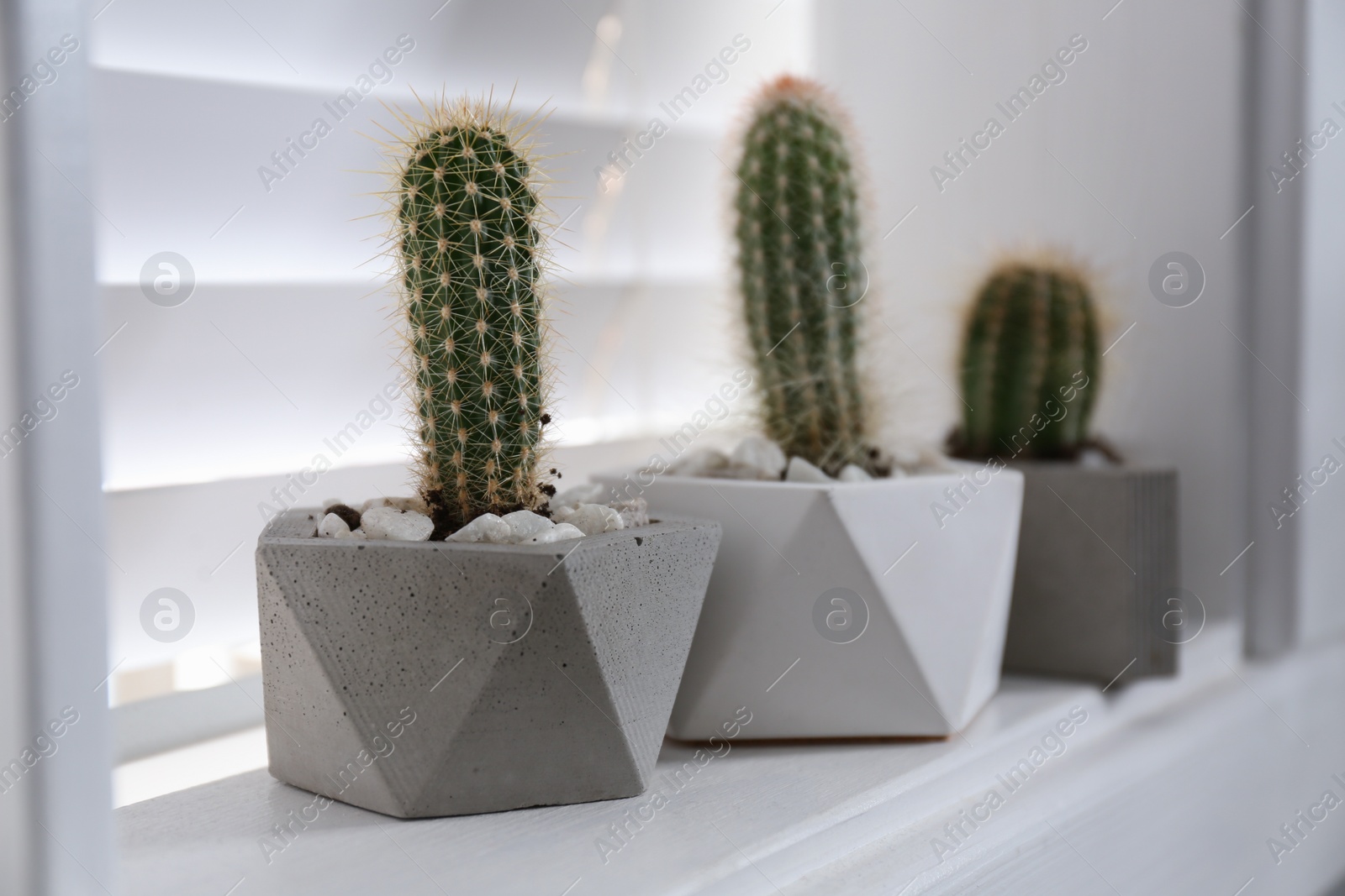 Photo of Beautiful tropical cactus plants in pots on window sill indoors. House decor