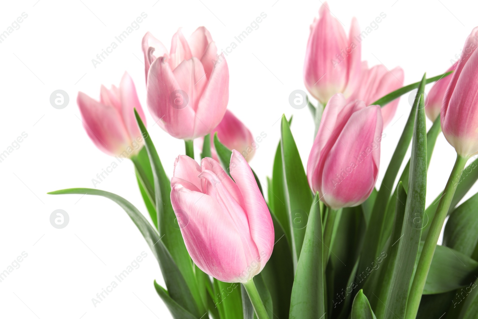 Photo of Beautiful pink spring tulips on white background, closeup