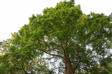 Beautiful tree with green leaves growing outdoors, low angle view
