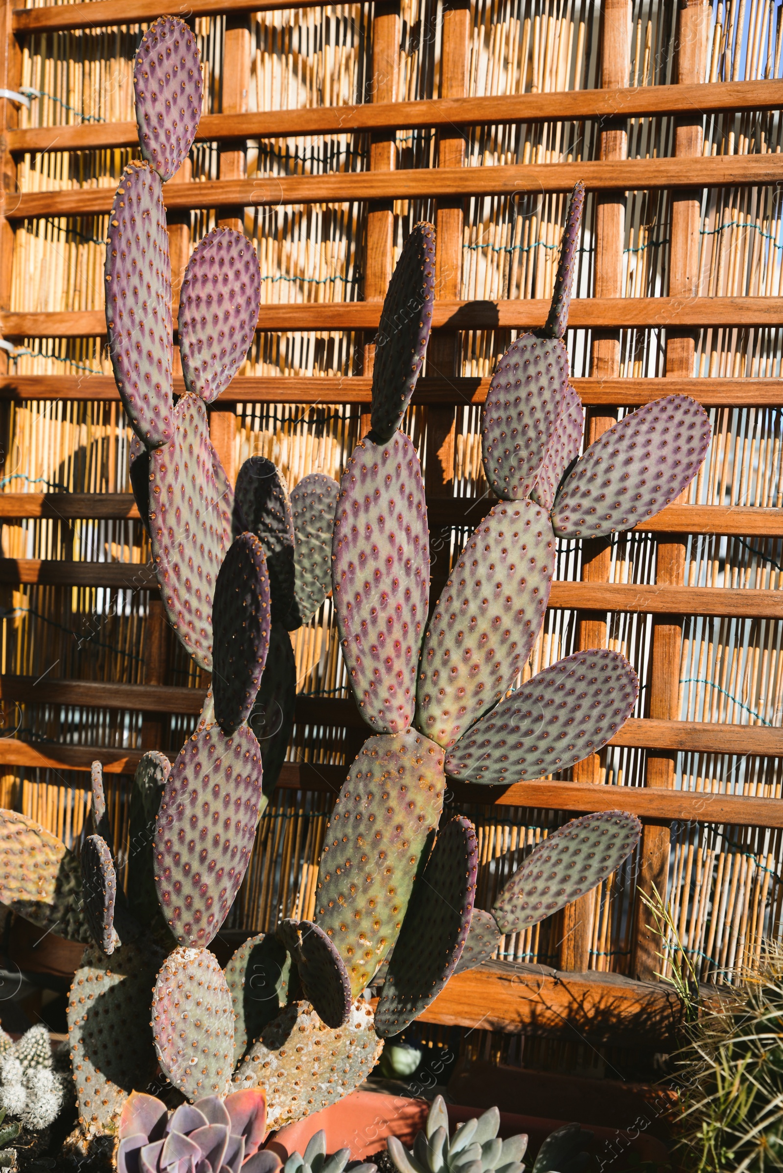 Photo of Beautiful potted cacti and succulents growing in pot near wooden wall