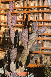 Beautiful potted cacti and succulents growing in pot near wooden wall