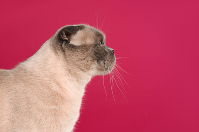 Cute Scottish fold cat on dark pink background. Fluffy pet