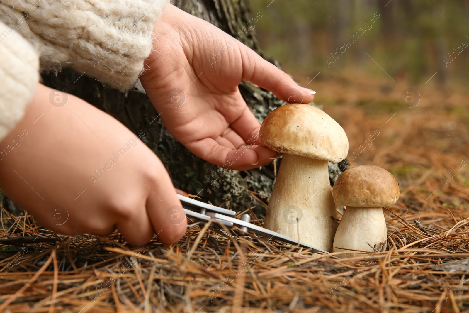 Photo of Woman cutting porcini mushroom with knife in forest, closeup