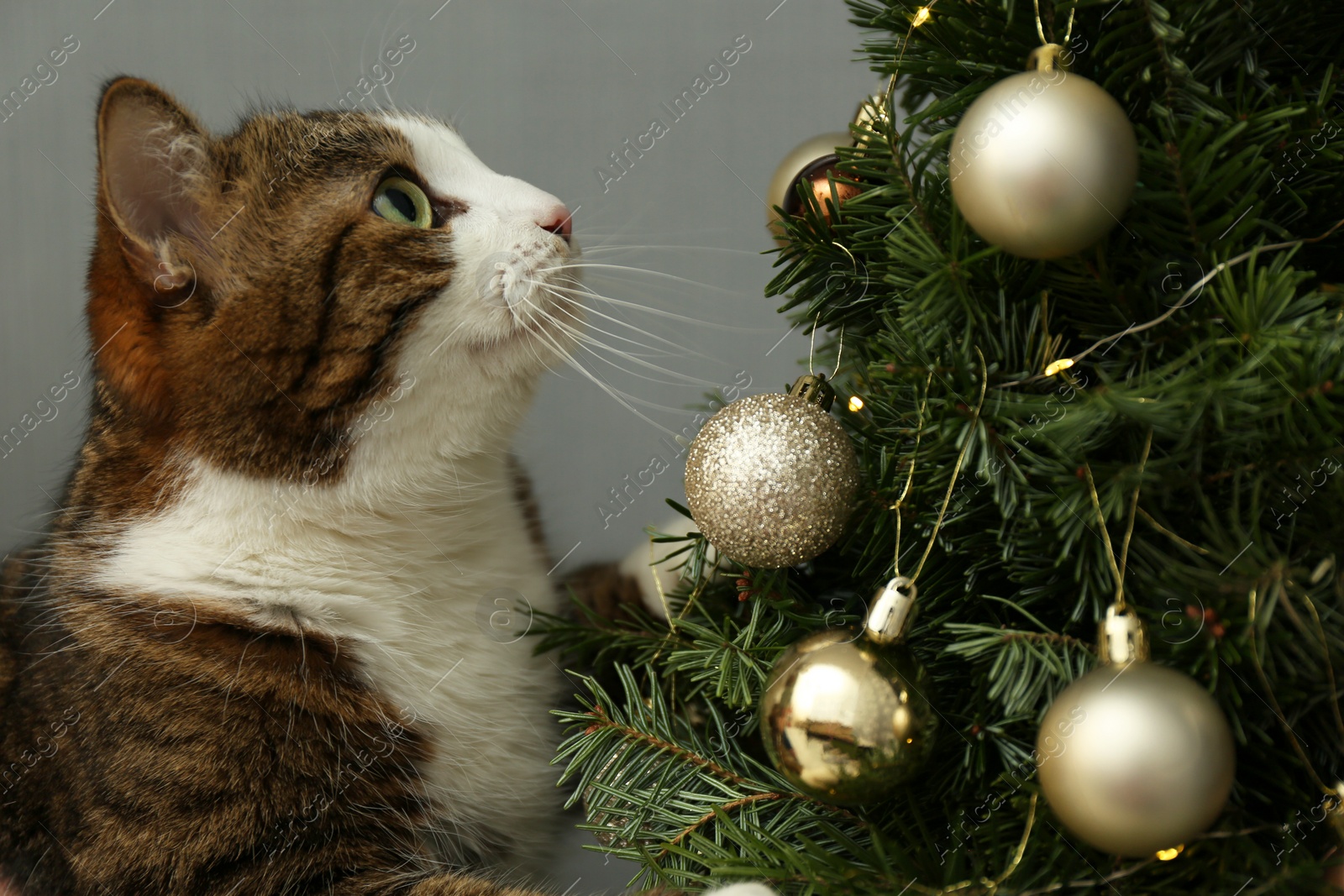 Photo of Cute cat looking at Christmas tree at home. Lovely pet