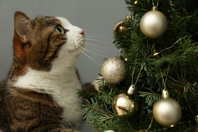 Photo of Cute cat looking at Christmas tree at home. Lovely pet