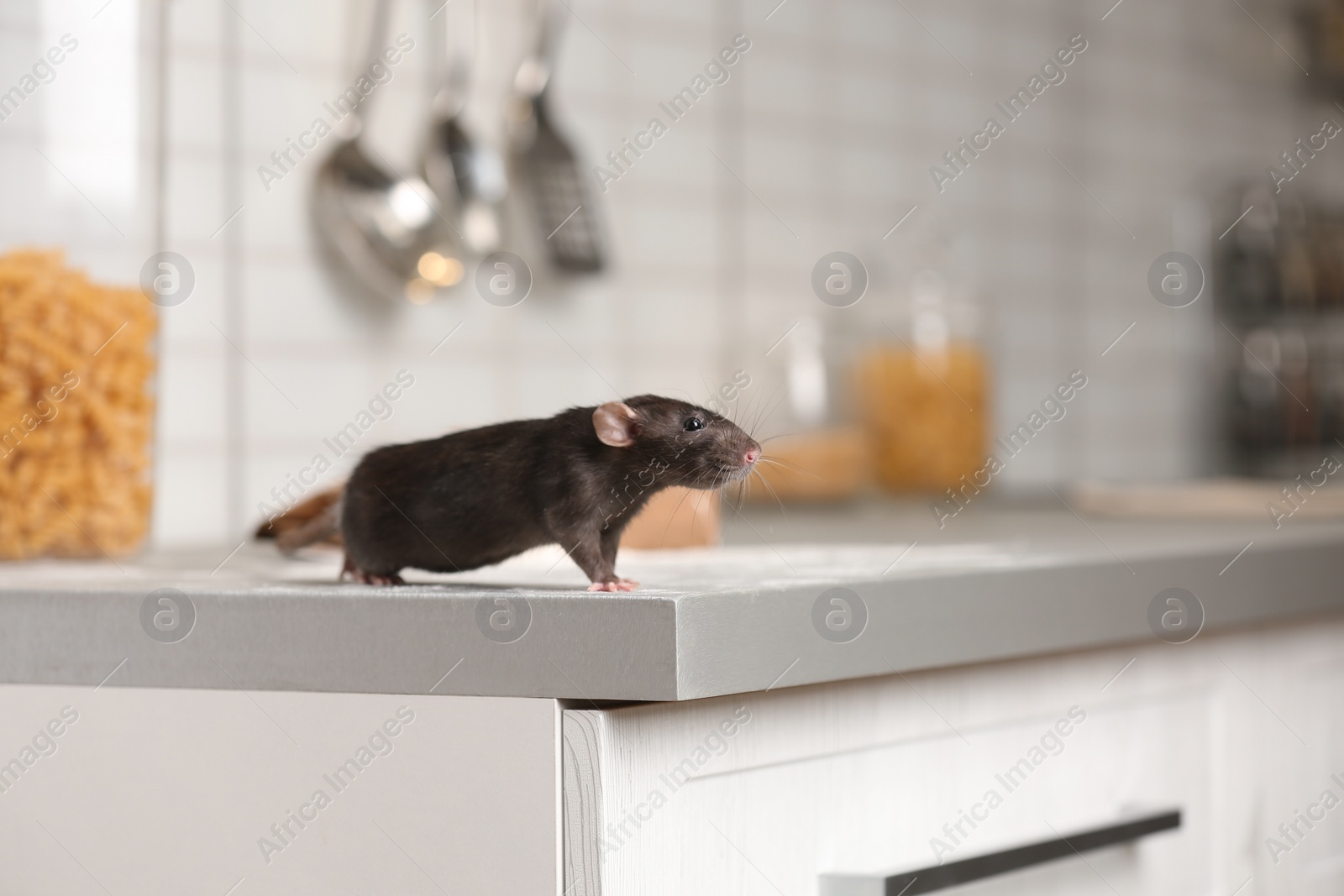 Photo of Rat on kitchen counter at home. Household pest