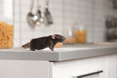 Photo of Rat on kitchen counter at home. Household pest
