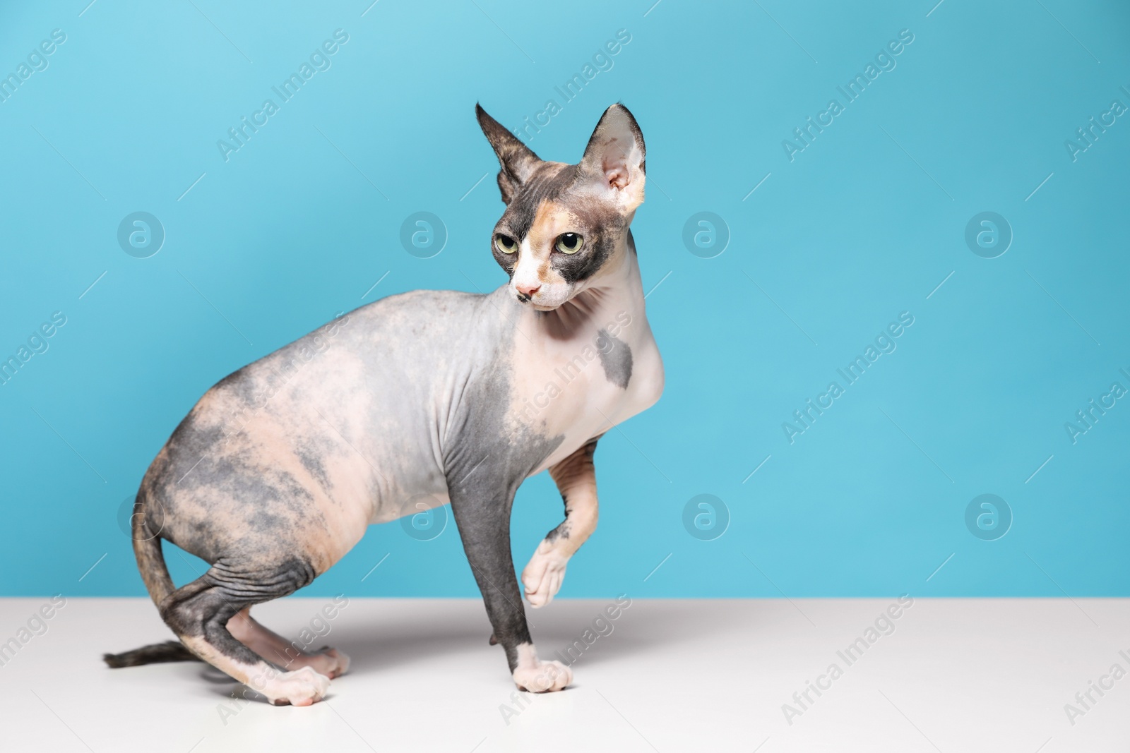 Photo of Cute sphynx cat on floor against color background, space for text. Friendly pet