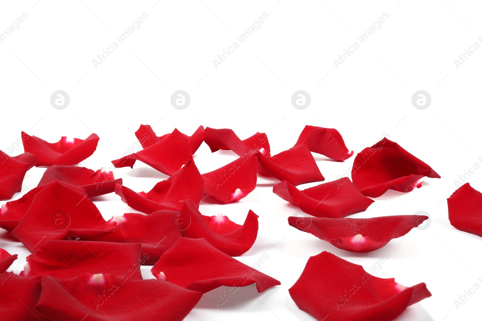 Photo of Beautiful red rose petals on white background