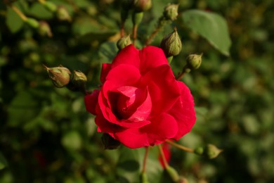 Photo of Beautiful red flower growing in garden on sunny day, top view