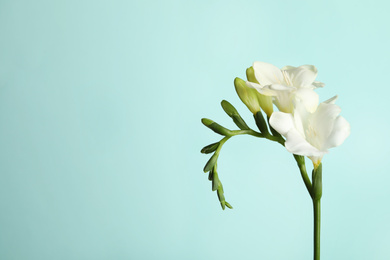 Beautiful freesia flowers on light blue background. Space for text