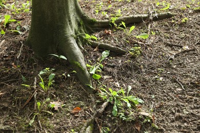 Tree roots visible through ground in forest