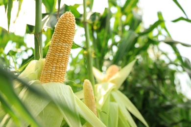 Photo of Ripe corn cobs in field on sunny day