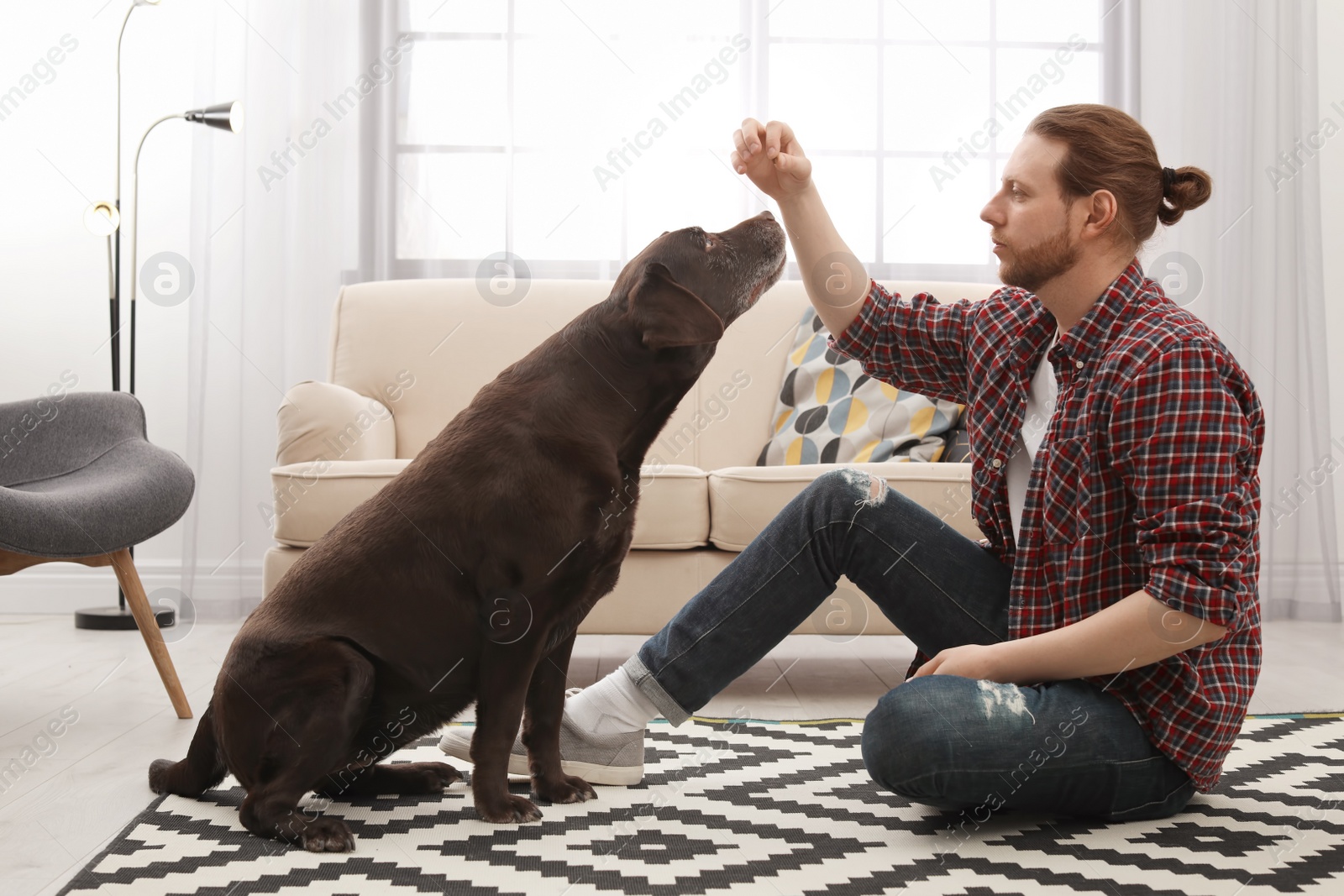 Photo of Adorable brown labrador retriever with owner at home