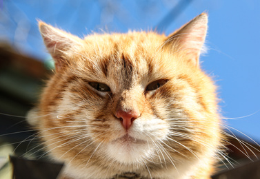 Photo of Beautiful ginger stray cat outdoors on sunny day, closeup