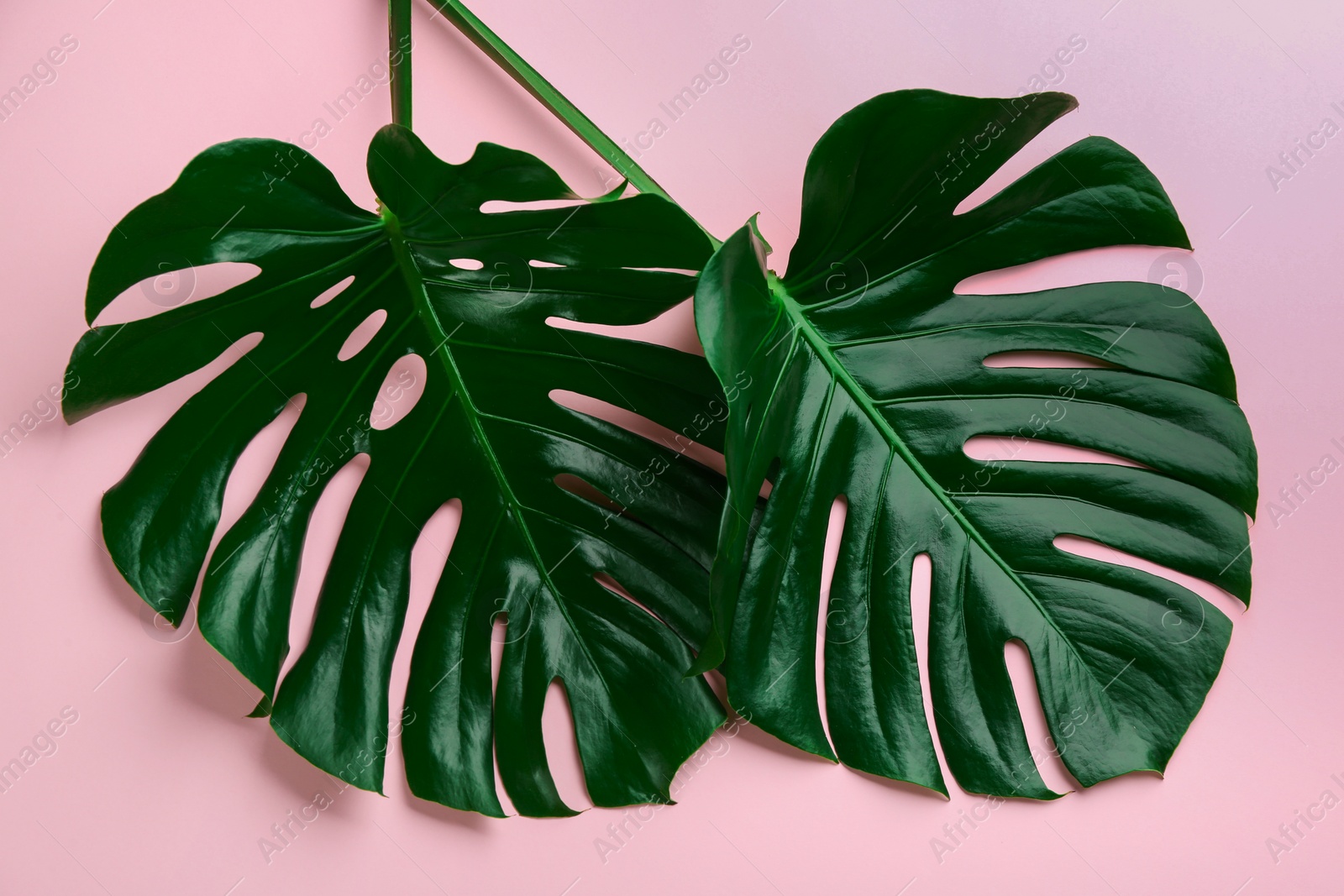 Photo of Beautiful monstera leaves on pink background, flat lay. Tropical plant