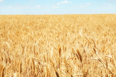 Photo of Wheat field on sunny day. Cereal farming