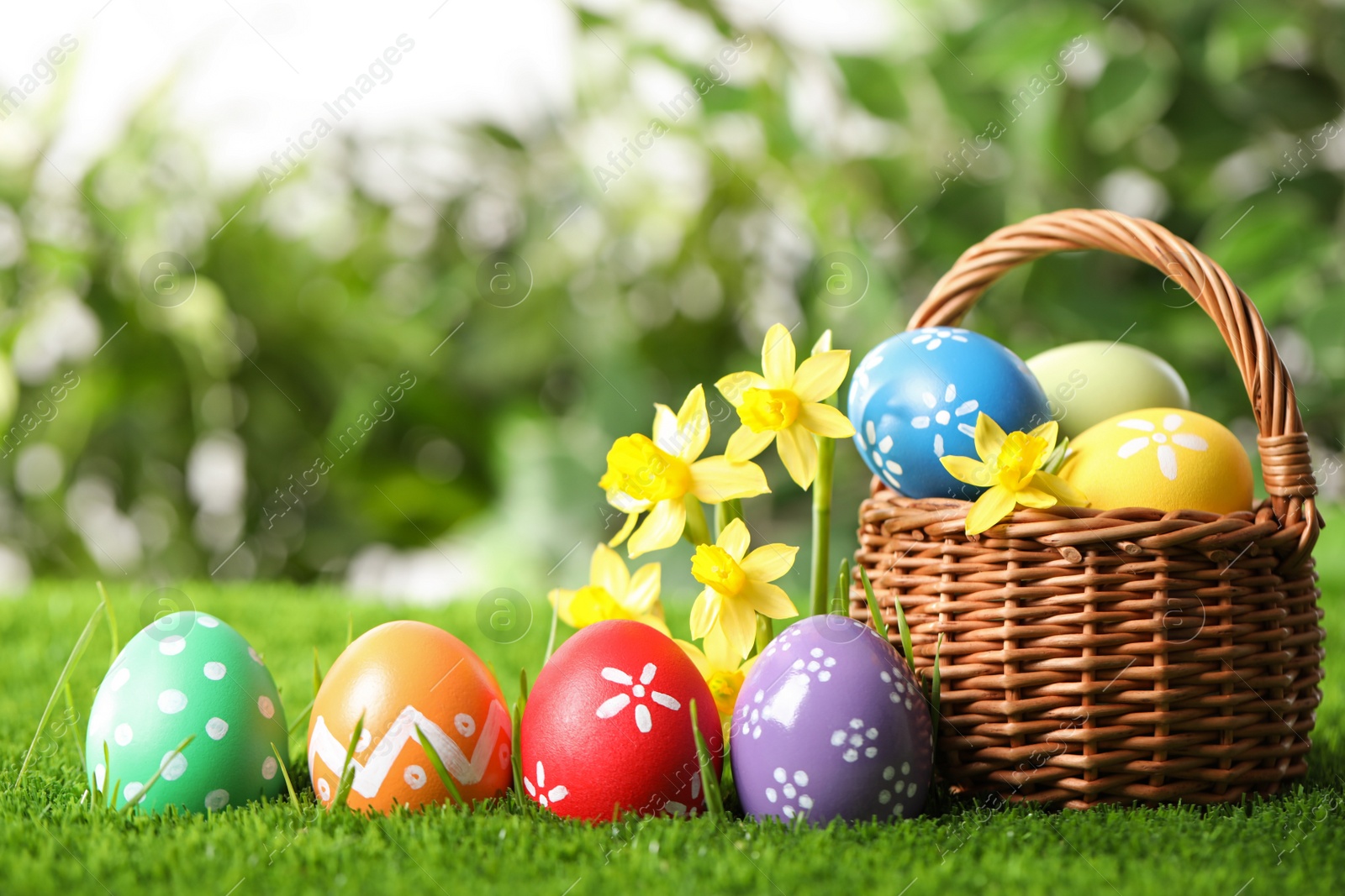 Photo of Colorful Easter eggs and daffodil flowers in green grass. Space for text