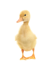 Cute fluffy baby duckling on white background