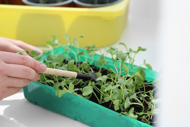 Photo of Woman planting seedlings into plastic container on windowsill indoors, closeup