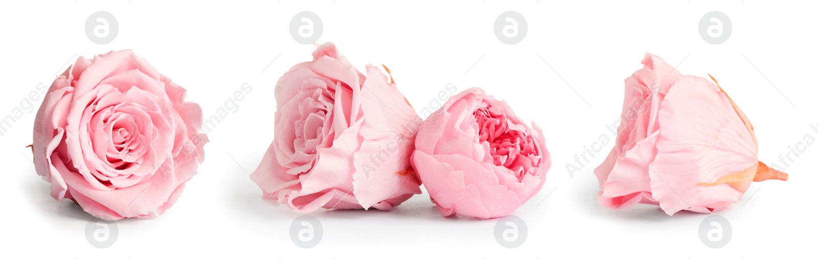 Image of Set with beautiful dry flowers on white background, banner design