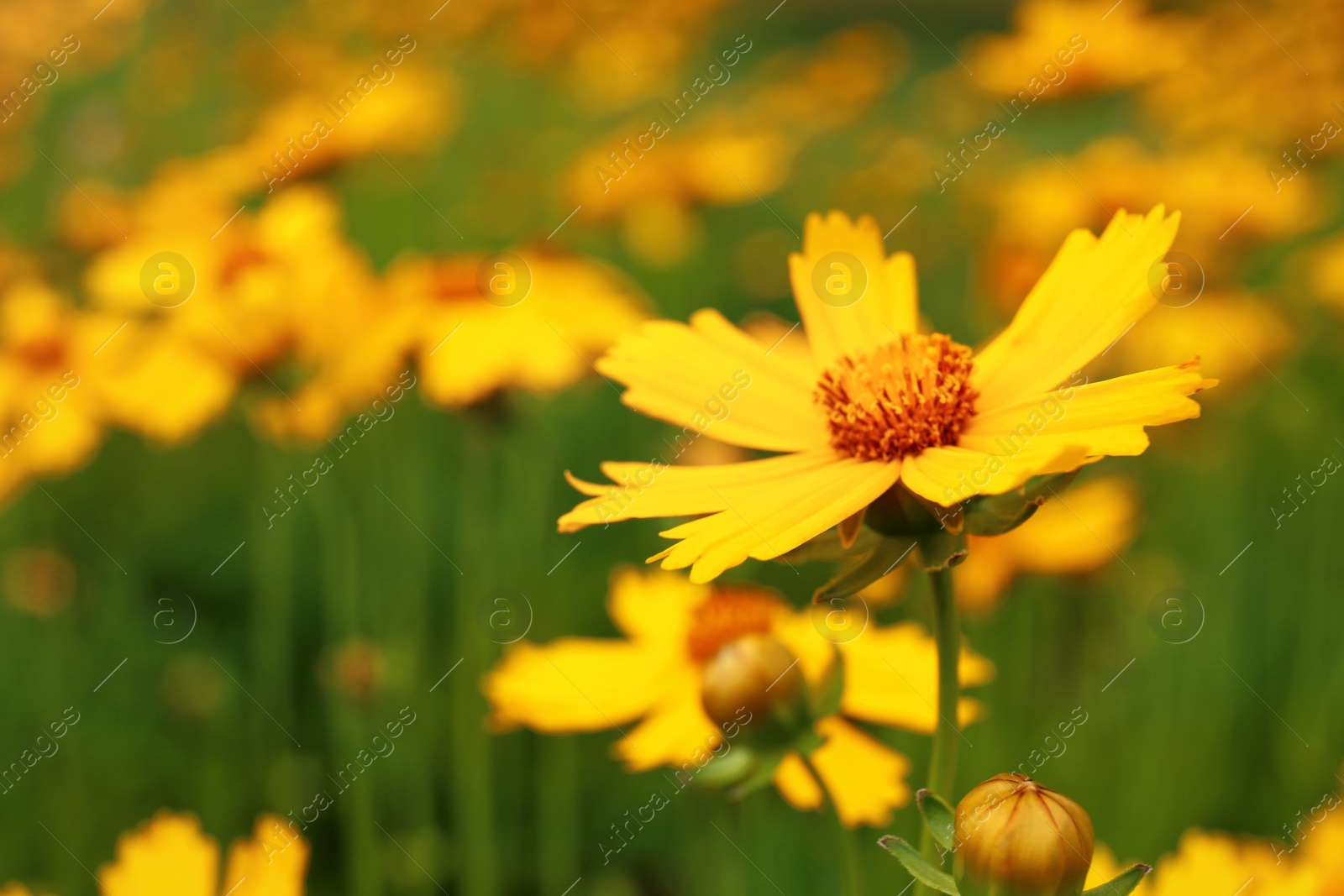 Photo of Closeup view of amazing summer flowers, space for text. Beautiful nature