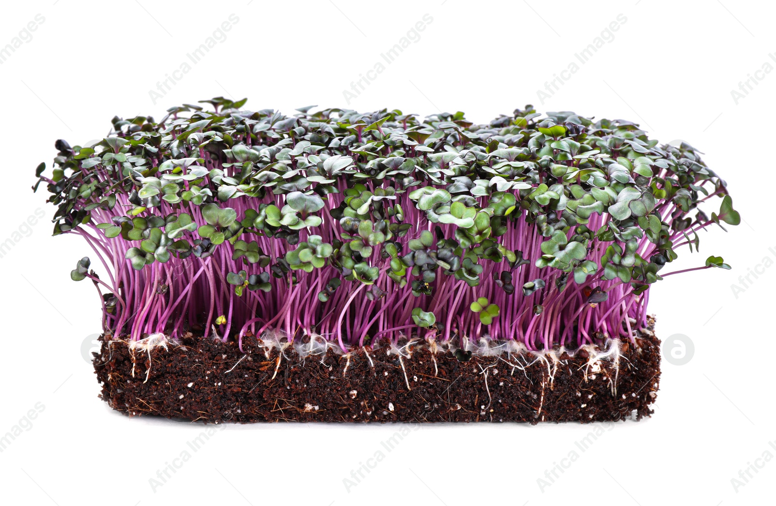 Photo of Fresh organic microgreen in soil on white background