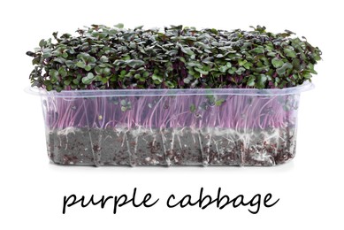 Image of Fresh organic microgreen in plastic container on white background