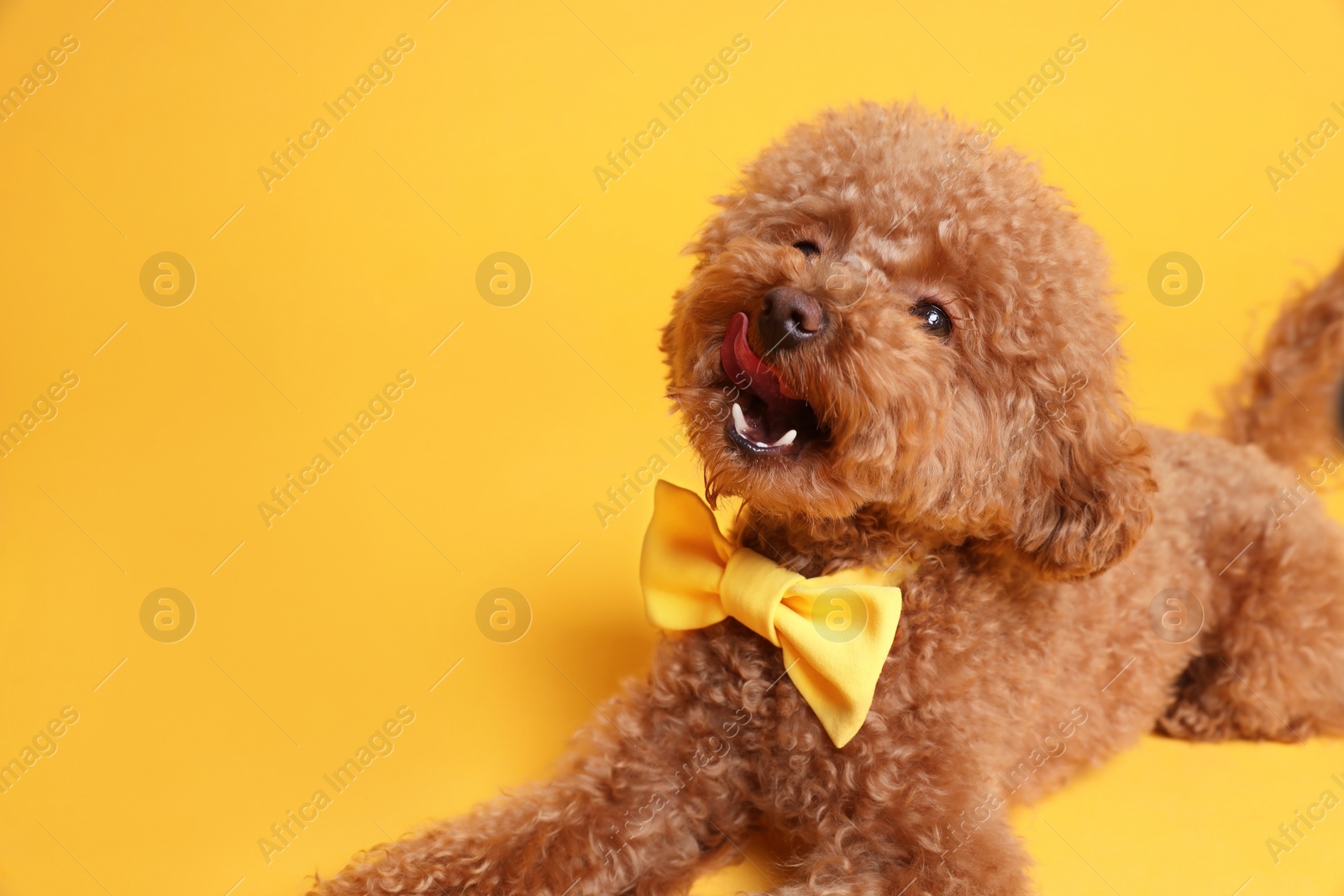 Photo of Cute Maltipoo dog with yellow bow tie on neck against orange background. Space for text