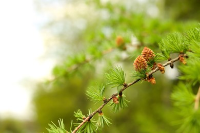 Photo of Pine tree branch with small cones against blurred background, closeup and space for text. Spring season