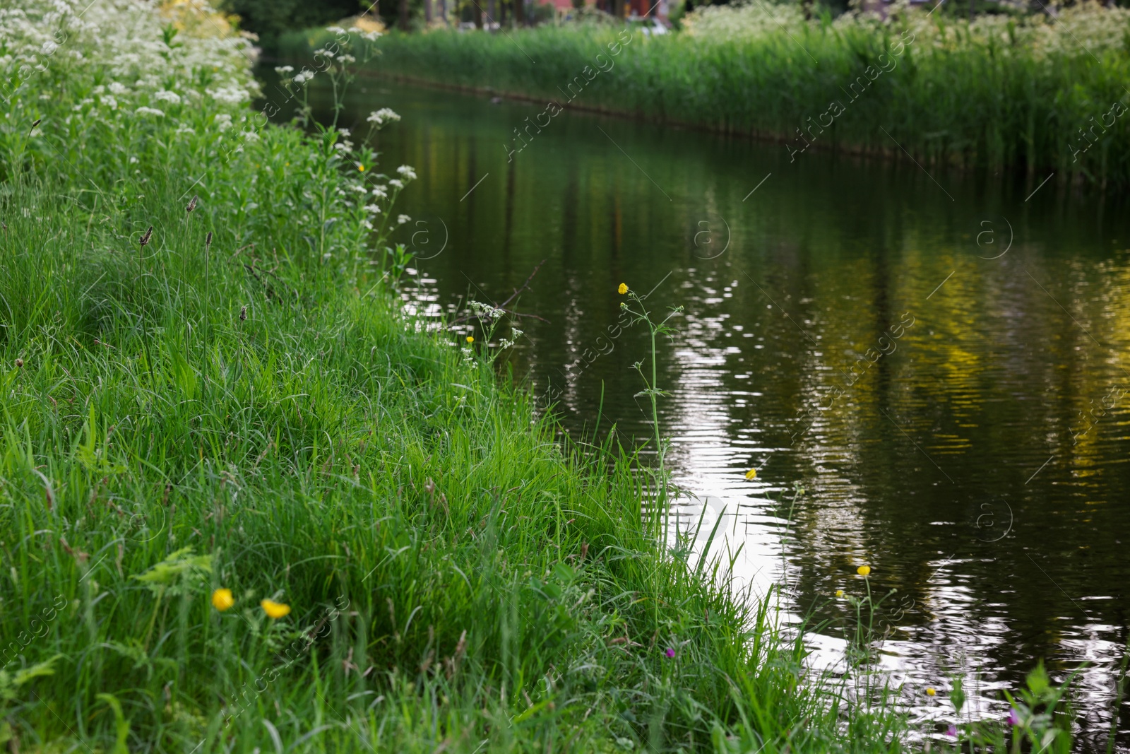 Photo of Beautiful view of channel with green reeds outdoors