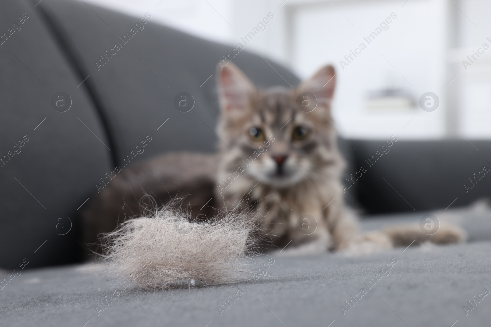 Photo of Cute cat and pet hair on grey sofa indoors, selective focus