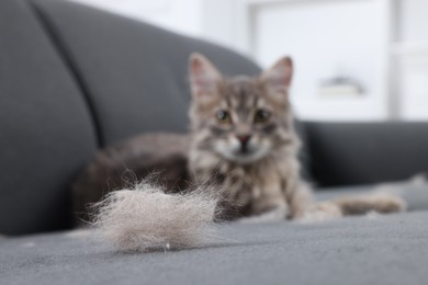 Cute cat and pet hair on grey sofa indoors, selective focus