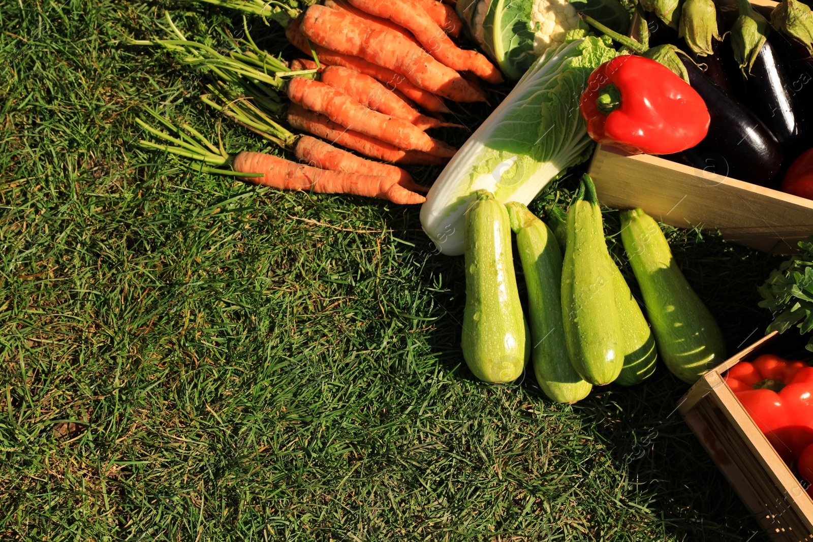 Photo of Different fresh ripe vegetables on green grass, flat lay. Space for text