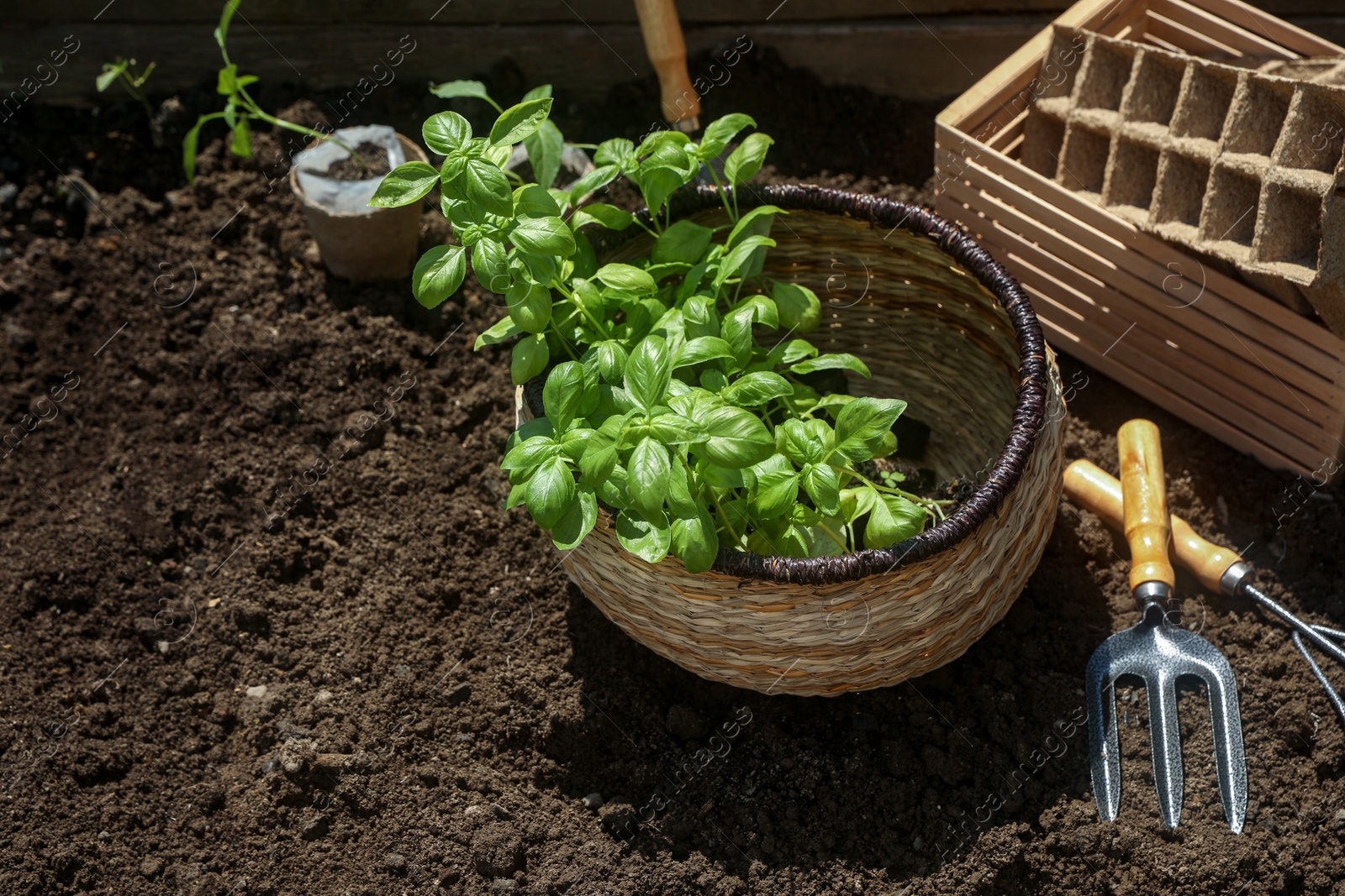 Photo of Beautiful seedlings in wicker basket prepared for transplanting on ground outdoors