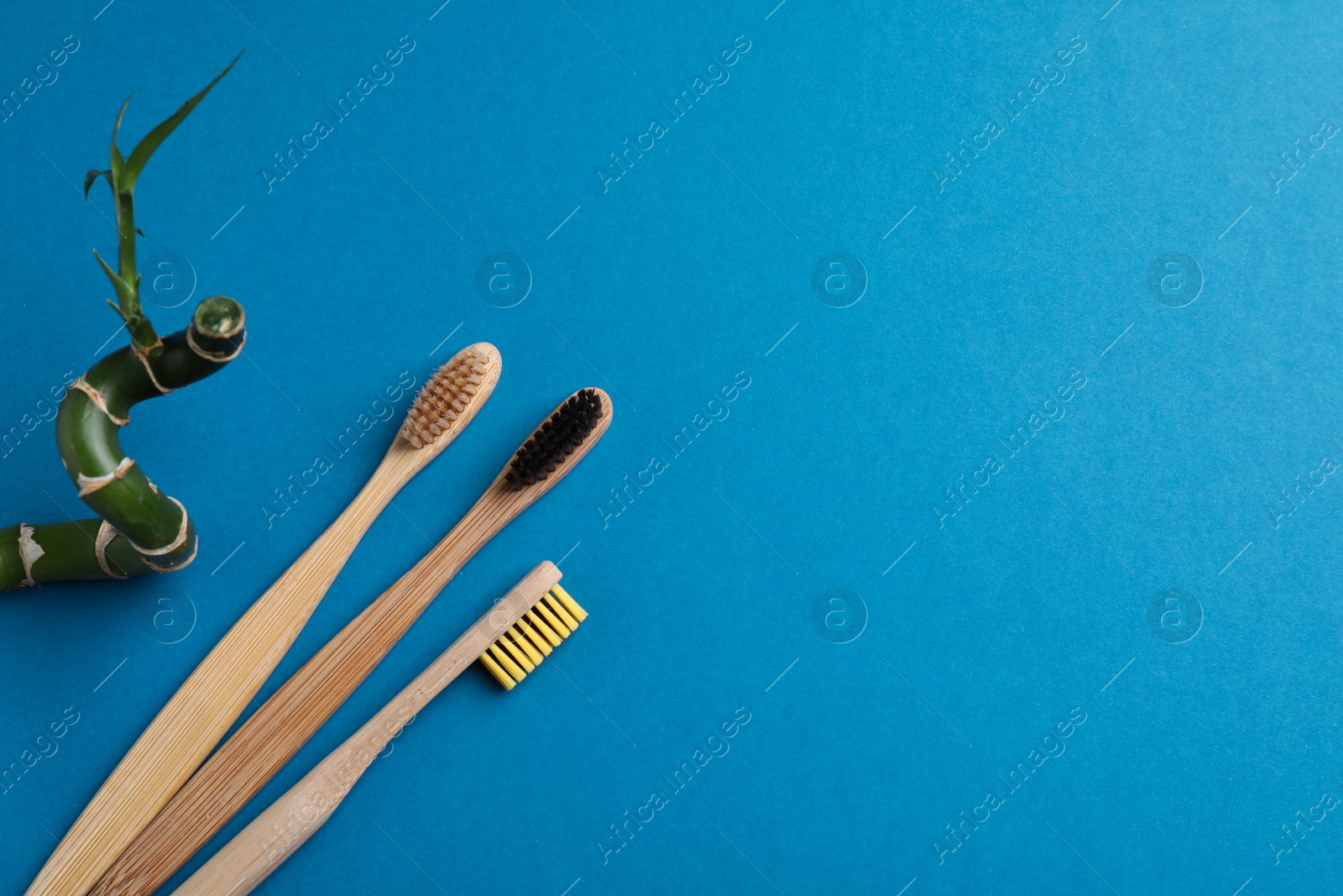 Photo of Wooden toothbrushes and bamboo on blue background, flat lay. Space for text