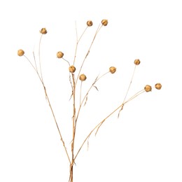Photo of Beautiful dry flax plant isolated on white