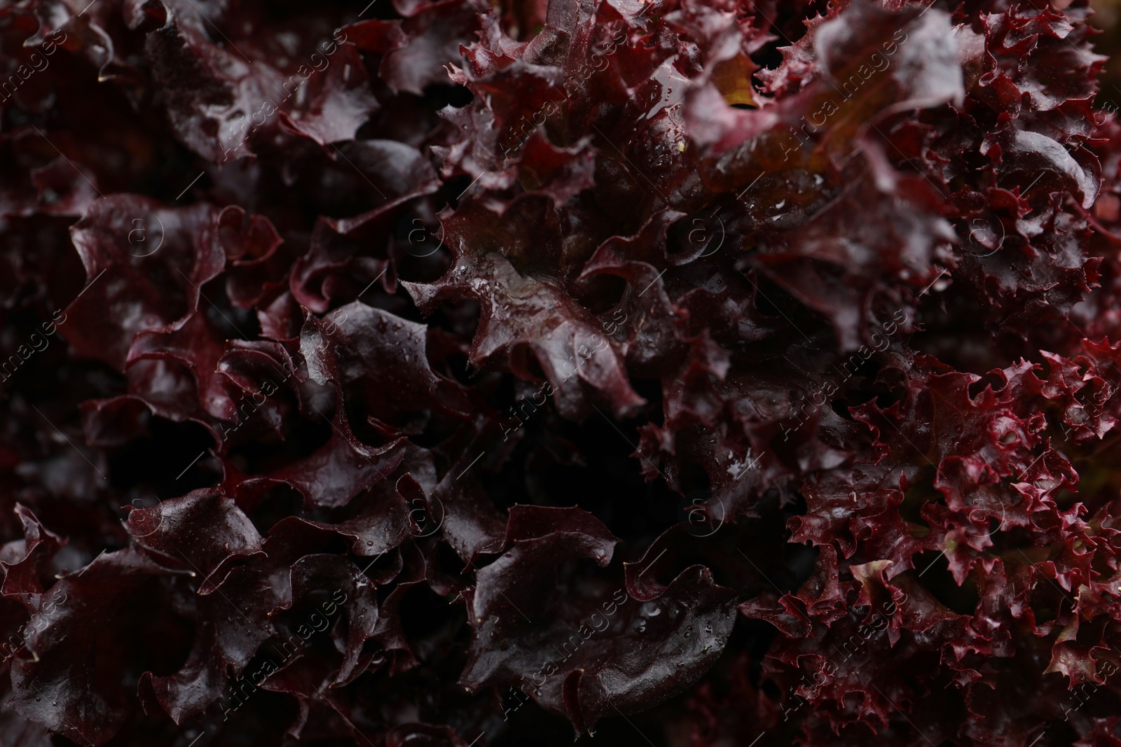Photo of Fresh red coral lettuce as background, closeup