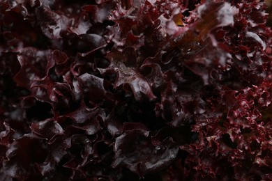 Photo of Fresh red coral lettuce as background, closeup