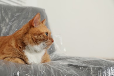 Cute ginger cat resting in armchair covered with plastic film indoors, closeup. Space for text