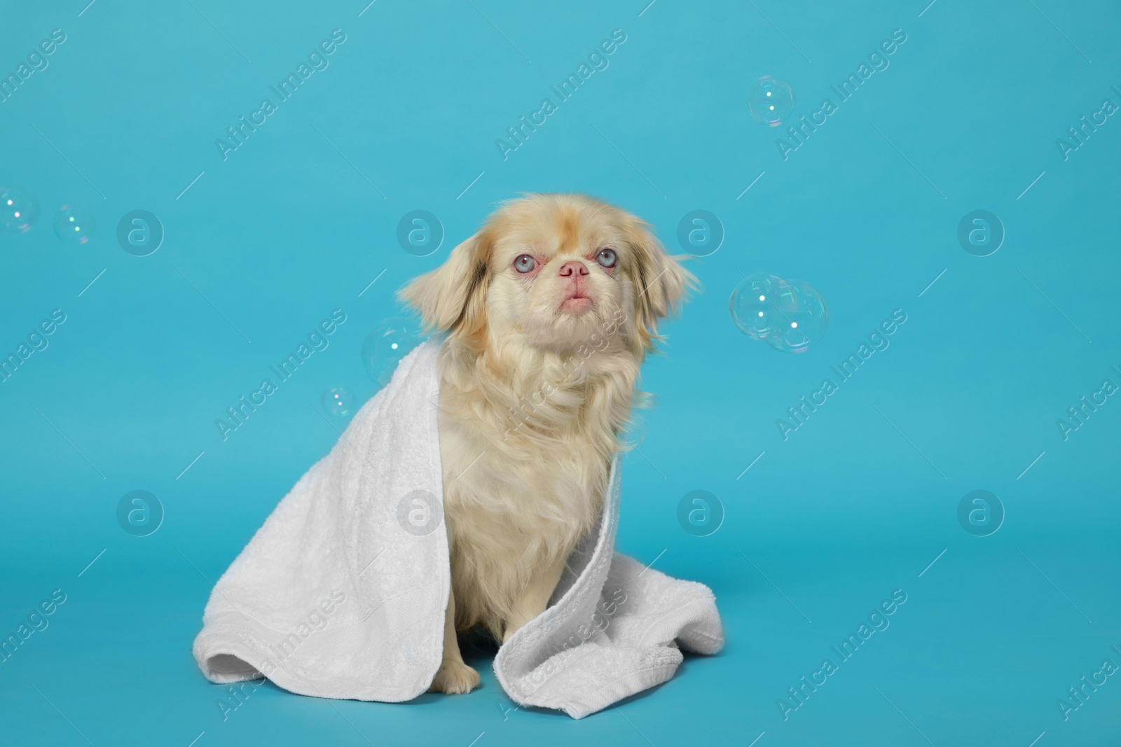 Photo of Cute Pekingese dog wrapped in towel and shampoo bubbles on light blue background, space for text. Pet hygiene