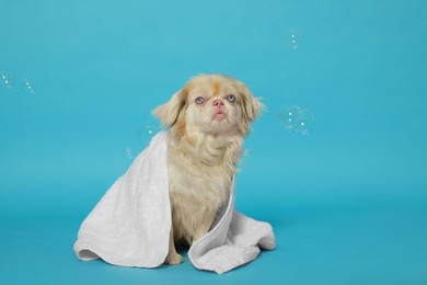 Photo of Cute Pekingese dog wrapped in towel and shampoo bubbles on light blue background, space for text. Pet hygiene