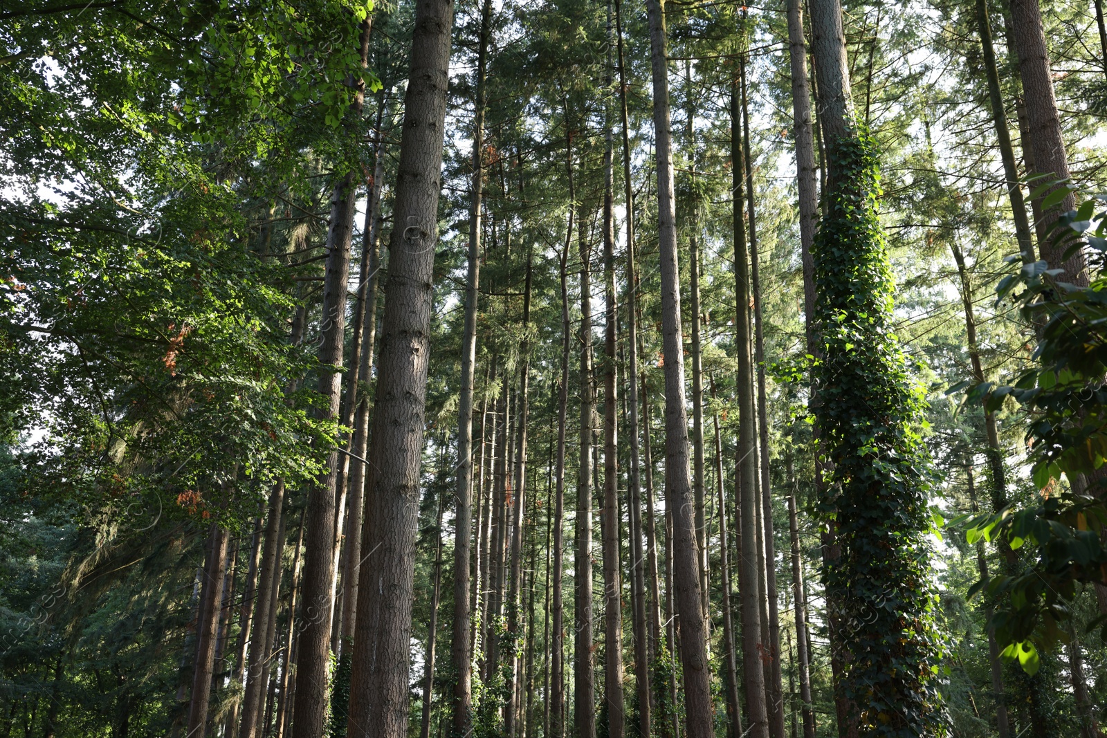 Photo of Beautiful view of green trees in forest