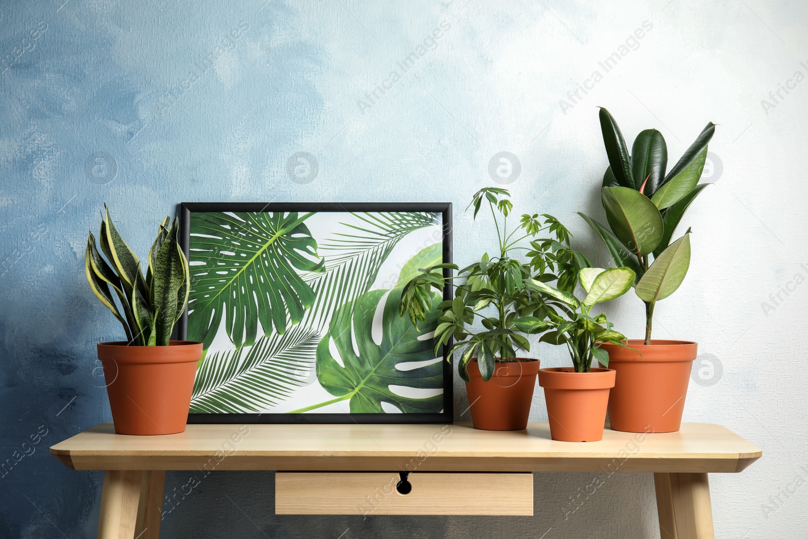Photo of Potted home plants and picture on table against color wall