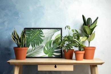 Photo of Potted home plants and picture on table against color wall