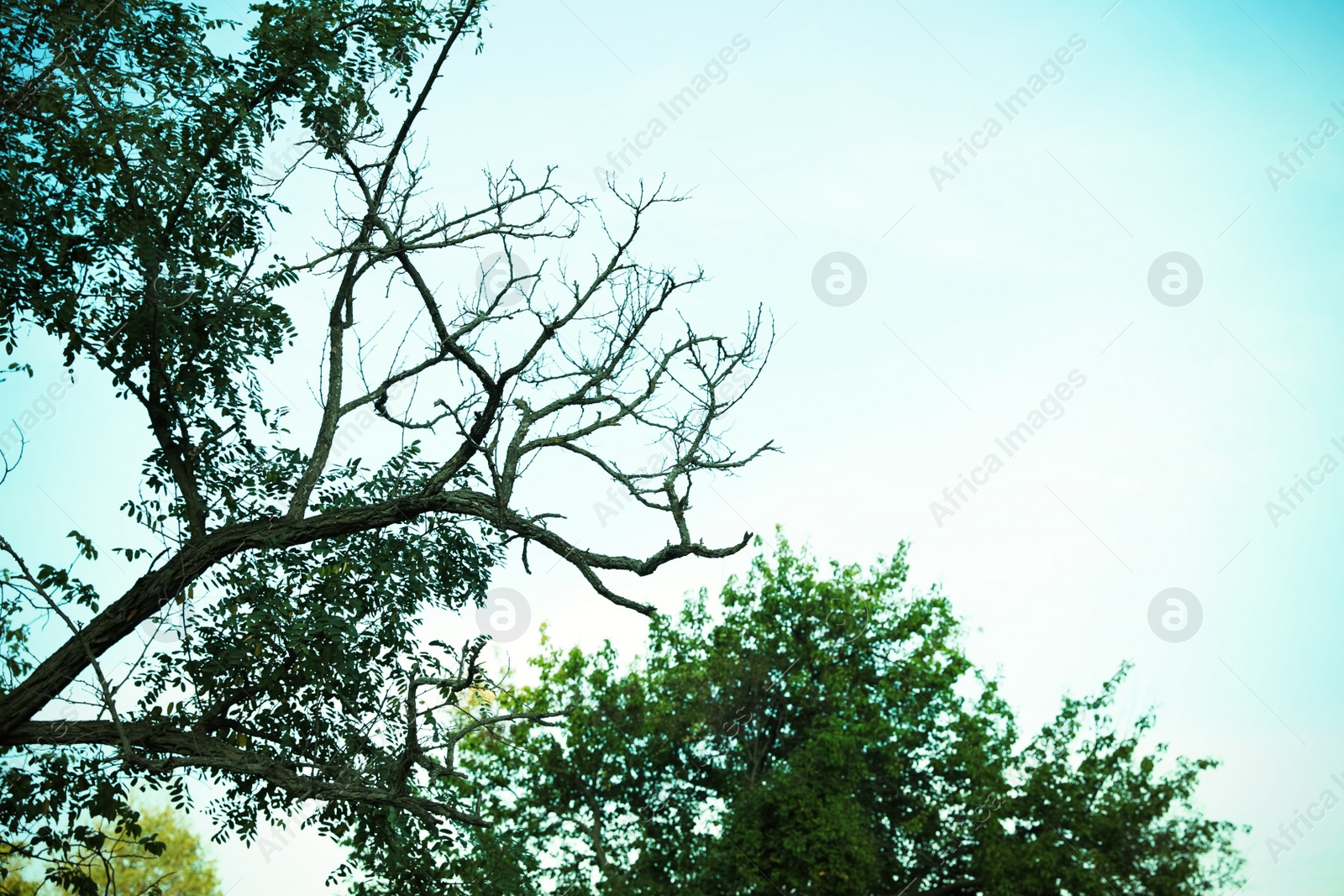 Photo of Tree with twisted branches against sky, space for text. Fantasy setting