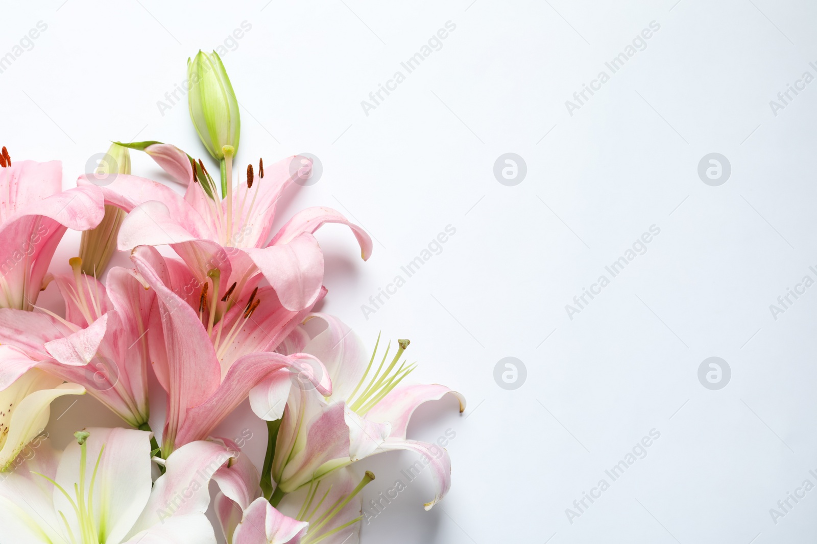 Photo of Composition with beautiful blooming lily flowers on white background