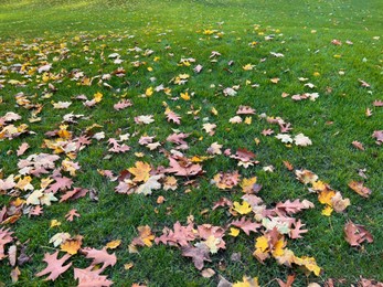 Many dry leaves on green grass in autumn park