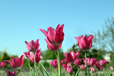 Photo of Beautiful pink tulips growing in garden, closeup. Spring season