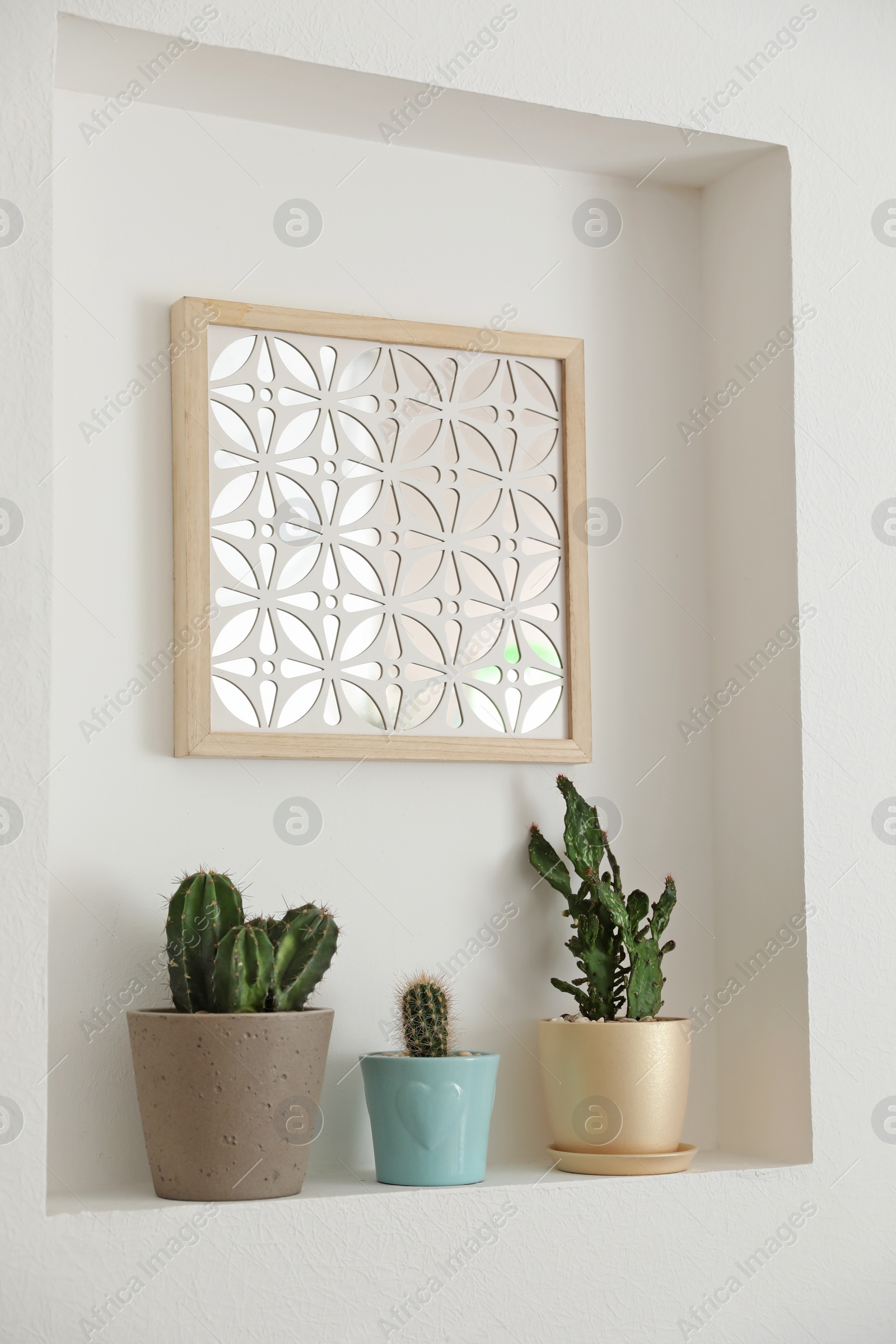 Photo of Beautiful different cacti as decoration in niche